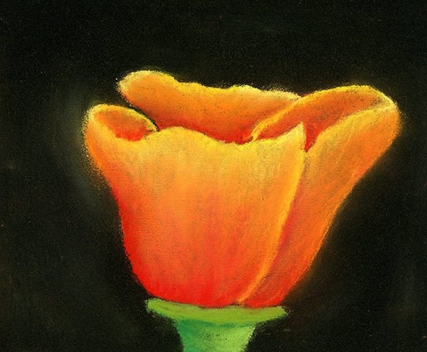 californiaPoppy002Resized