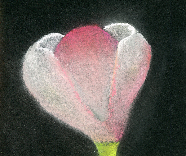 pinkFlower002Resized